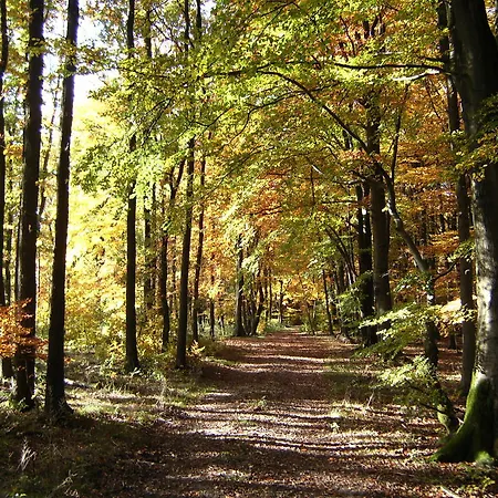 Halbfas-alterauge Drolshagen