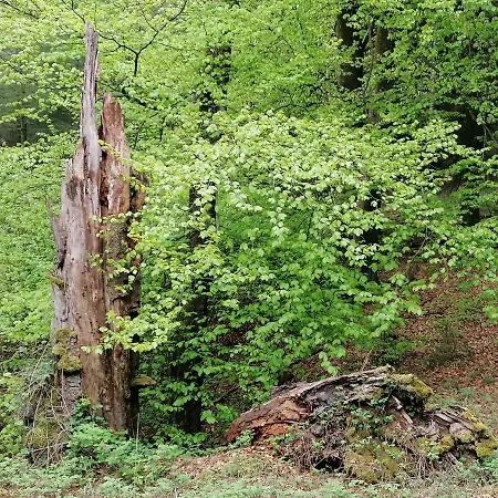 Halbfas-alterauge Hotel Drolshagen