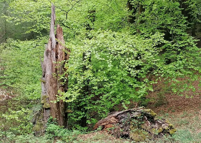 Halbfas-alterauge 호텔 드롤스하겐